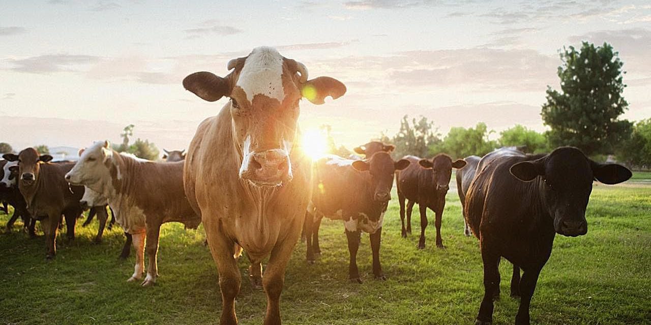 prefab-livestock-shelters-animal-housing-premier-prefab-livestock-barns