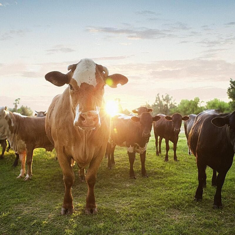 Cattle grazing in pasture at sunset with metal building backdrop