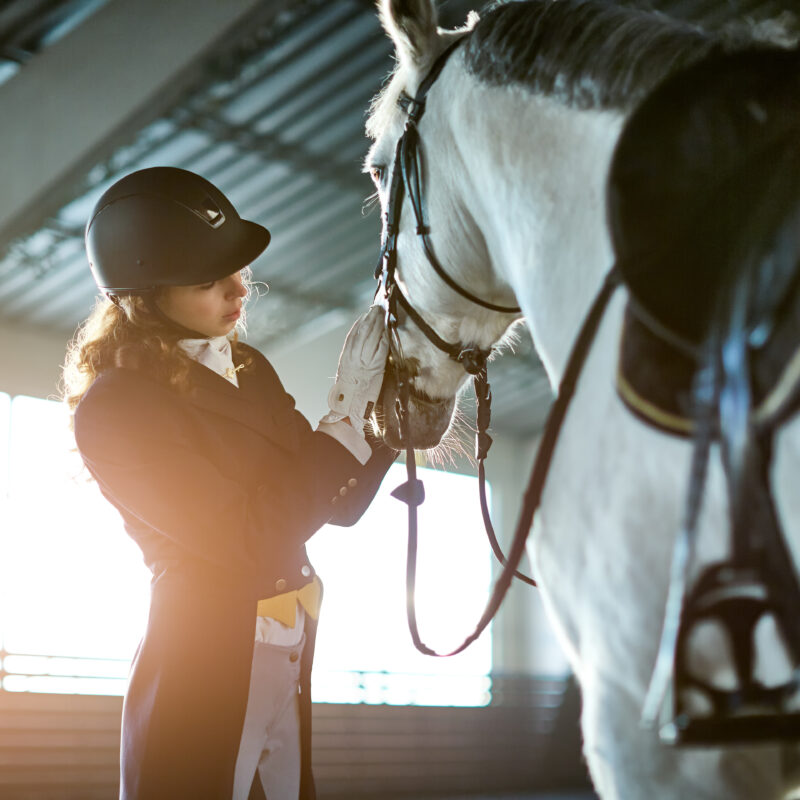 Young equestrian grooming horse in covered riding arena