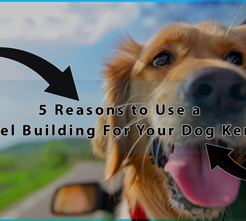 Golden retriever in car with “steel building for dog kennel” text overlay