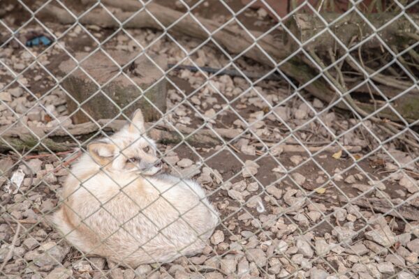 Little ponderosa zoo area