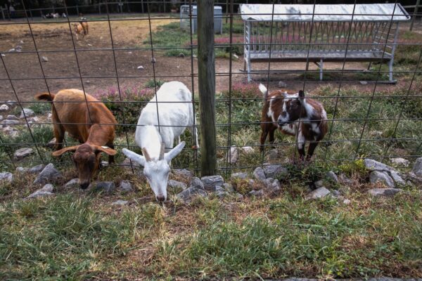 Little ponderosa zoo area