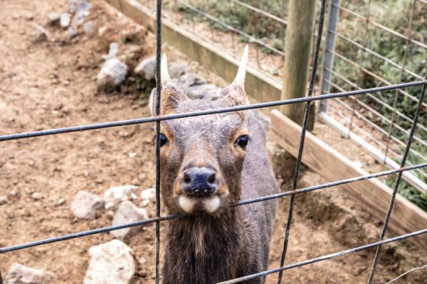 The Little Ponderosa Zoo and Rescue