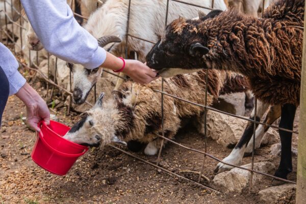 little-ponderosa-zoo-4812