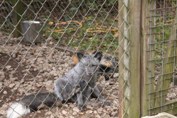 Little-Ponderosa-Zoo-4863