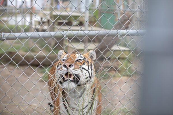 Little-ponderosa-zoo