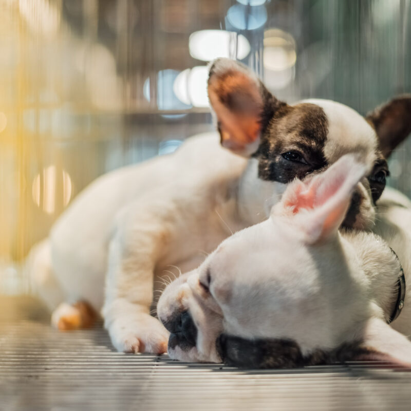 French bulldog puppies sleeping in metal kennel cage