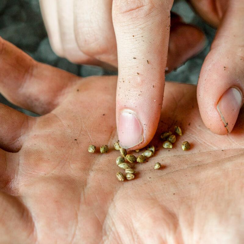 Hands holding small seeds in palm, close-up farm detail