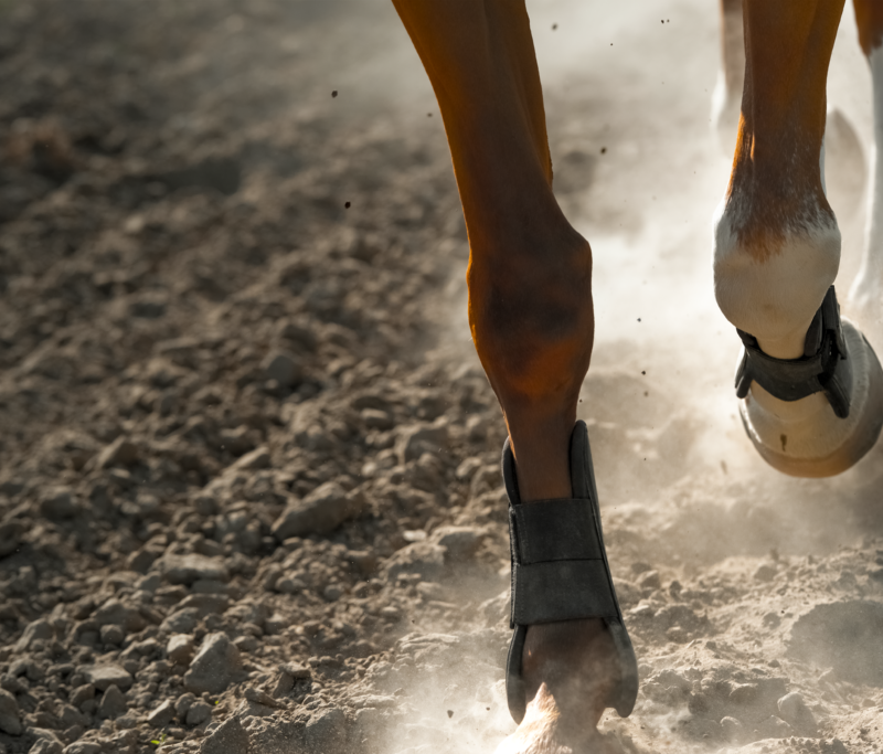Horse legs kicking up dust on arena footing