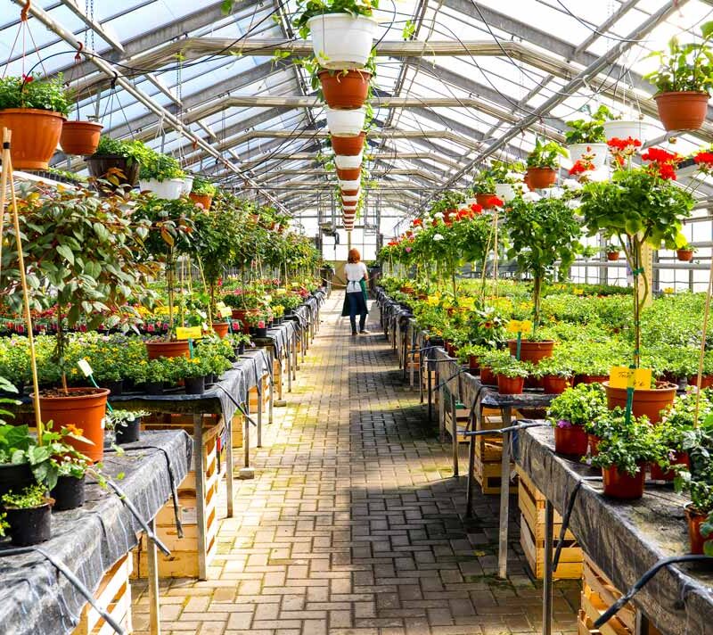 Steel greenhouse with potted flowers and central walkway