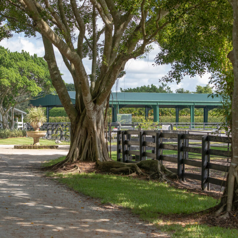 Covered riding arena with green steel roof and fenced paddock