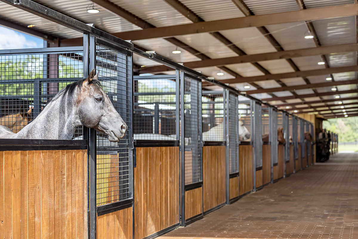 Horse stalls inside an equestrian metal building designed for safety and airflow