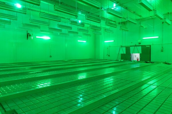 Interior view of steel building at 305 Farms during construction